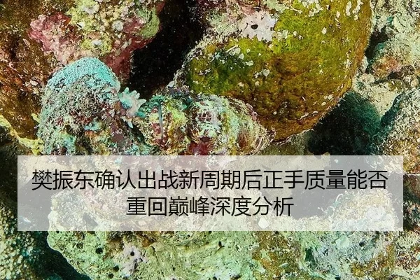 樊振东确认出战新周期后正手质量能否重回巅峰深度分析